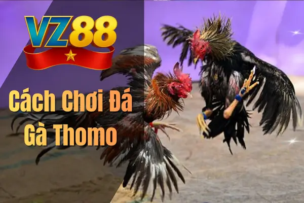 Cách Chơi Đá Gà Thomo