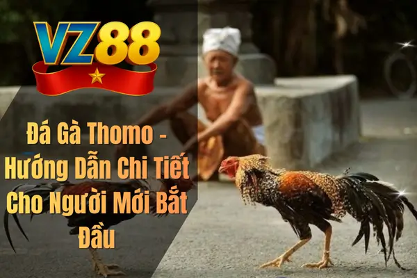 Đá Gà Thomo – Hướng Dẫn Chi Tiết Cho Người Mới Bắt Đầu